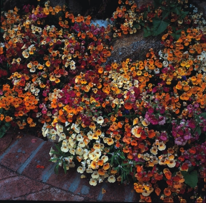 Picture of Nemesia - Carnival Mixture